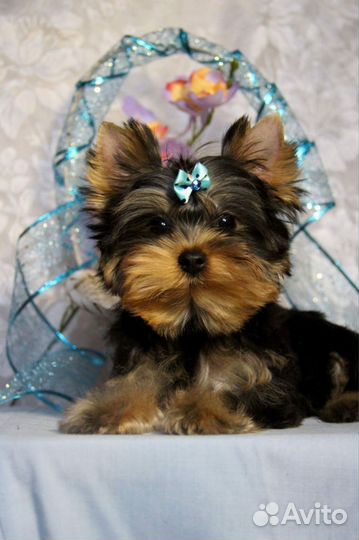 Йоркширский терьер