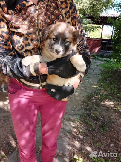 Собаки щенки в добрые руки