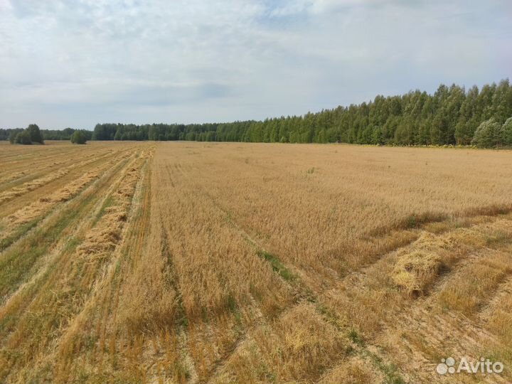 Овес семенной