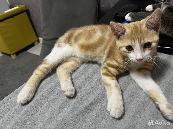 Рыжий котенок в дар