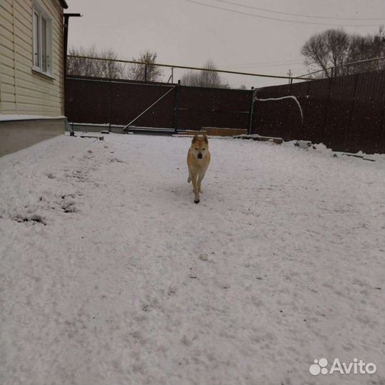 Симба в дар