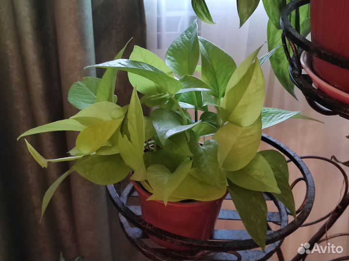 Сциндапсус