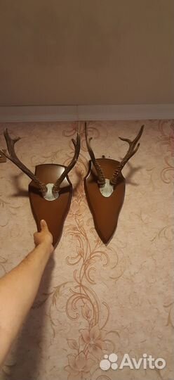 Рога косули