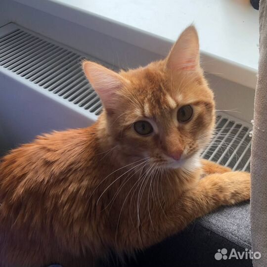 Котик в добрые руки