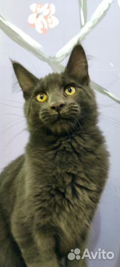 Мейн-кун мальчик голубой солид 4 мес