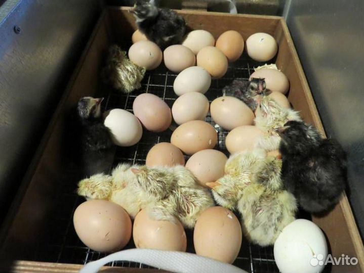 Инкубационное яйцо кур