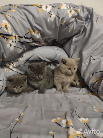 Британские котята