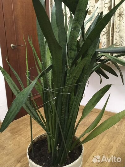 Сансевиерия комнатная