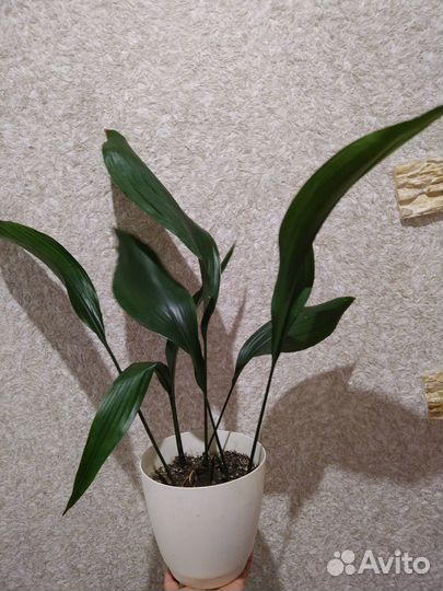 Аспидистра