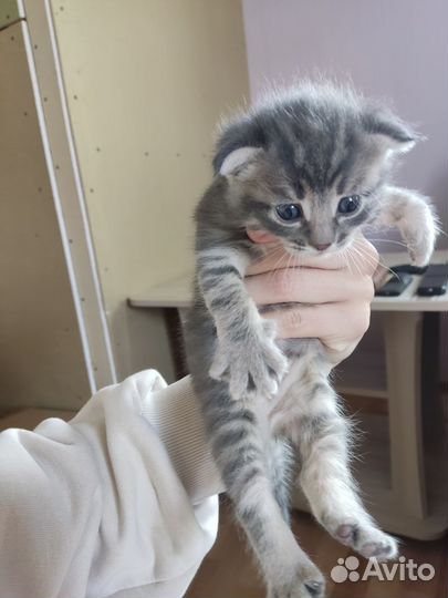 Котенок в добрые руки