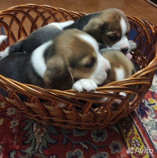 Собаки щенки бигль