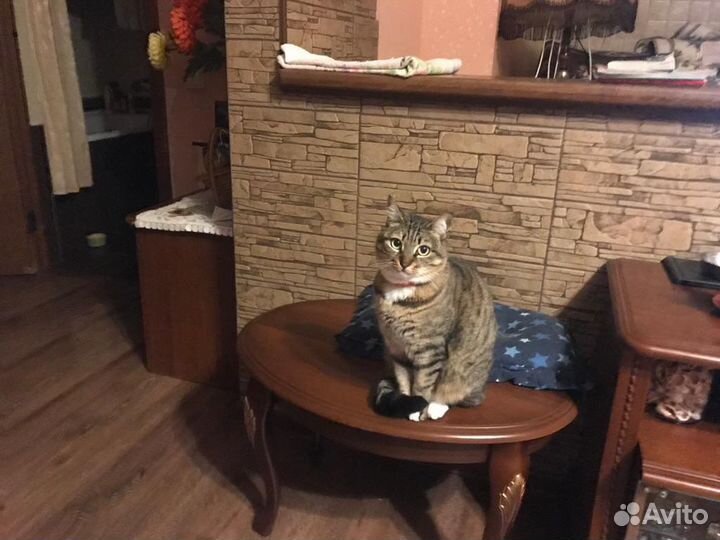 Кошечка в добрые руки
