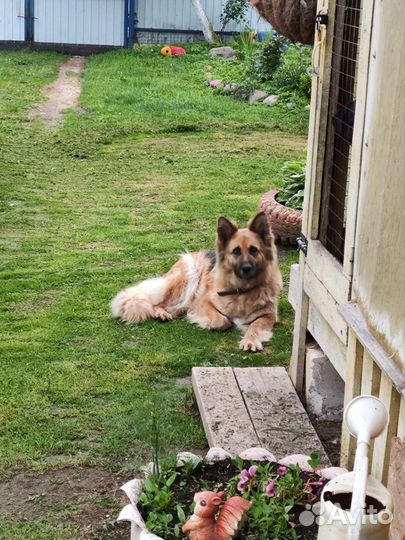 Щенки немецкой овчарки длинношерстной