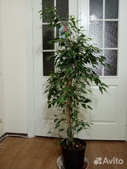 Комнатные домашние растения