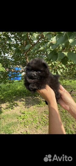 Медвежата