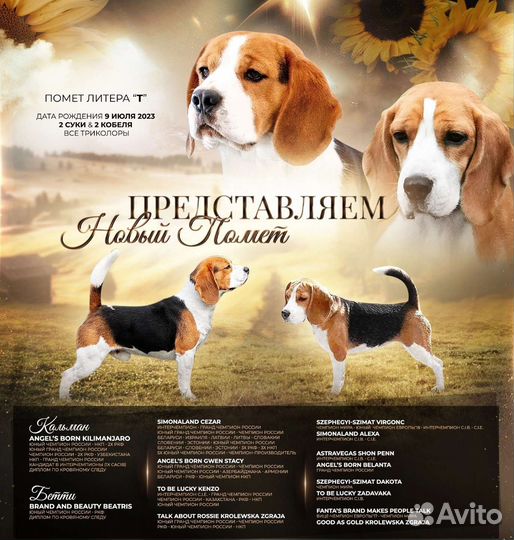 Щенки бигля РКФ