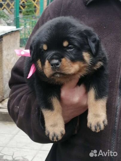 Щенки ротвейлера продажа