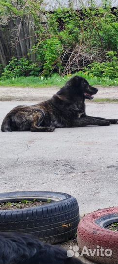 Собака Алабай