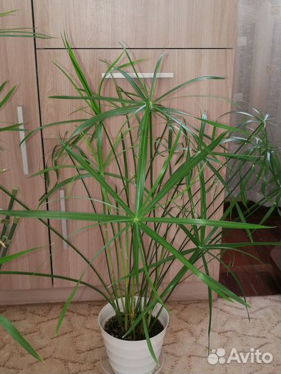 Цветы для дома