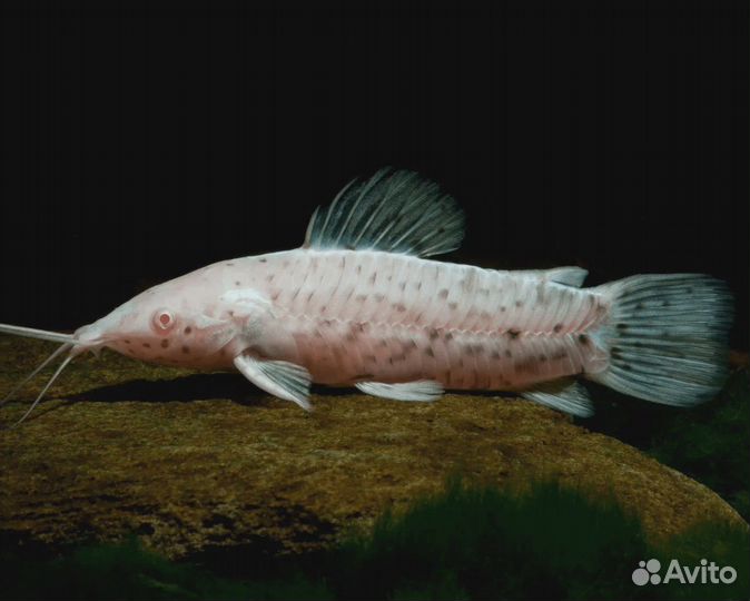 Сом анцитрус (прилипала ) пара, улитки