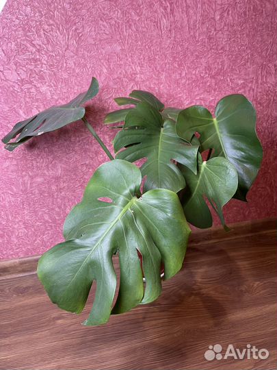 Monstera deliciosa (Монстера привлекательная)