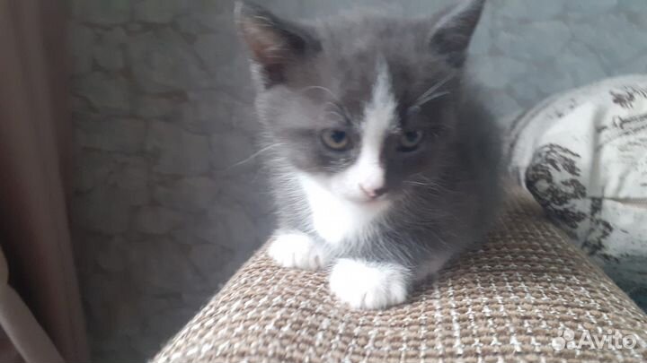 Котята