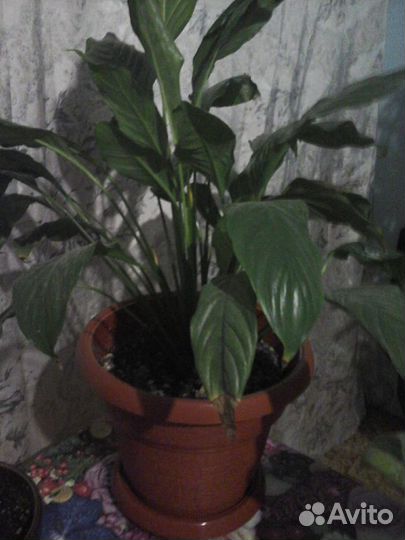 Комнатные растения