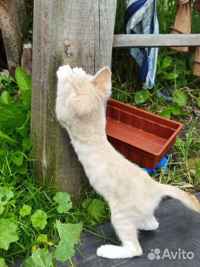 Кошечка в добрые руки