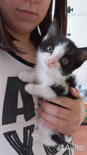 В добрые руки чудесного котика