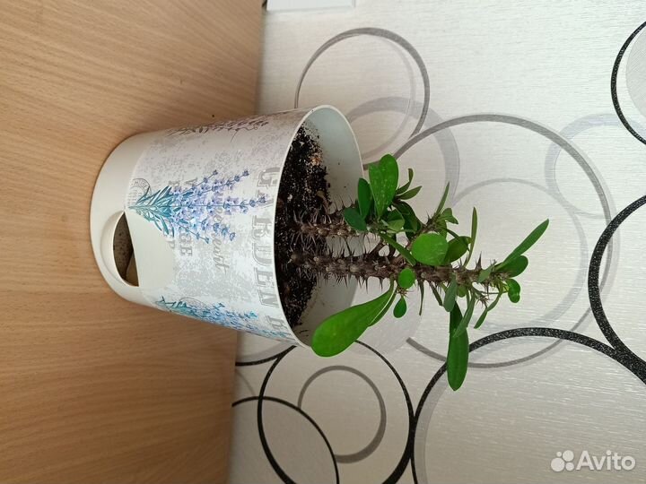 Кактус цветущий