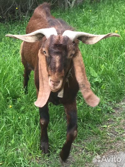 Камори покрытие