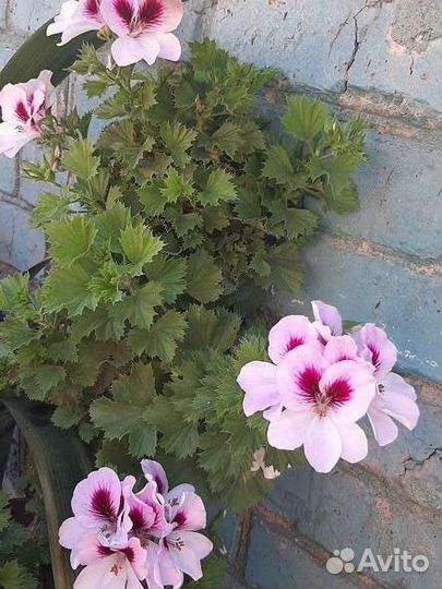 Пелоргония