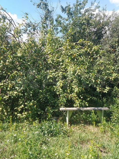 Участок 3,8 сот. (СНТ, ДНП)