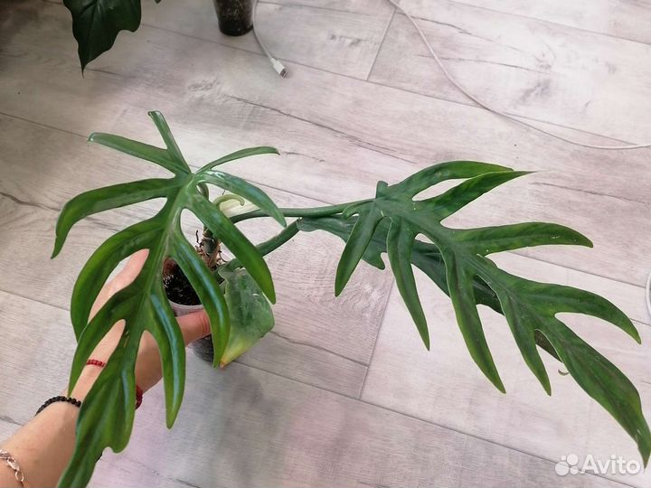 Филодендрон элеганс