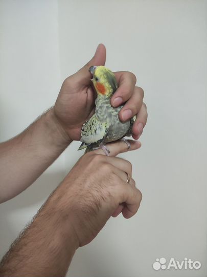 Попугай Корелла