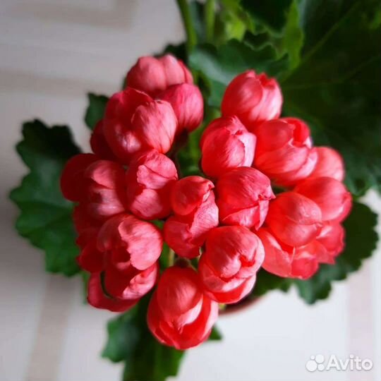 Пеларгония Red Pandora