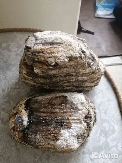 Зуб мамонта