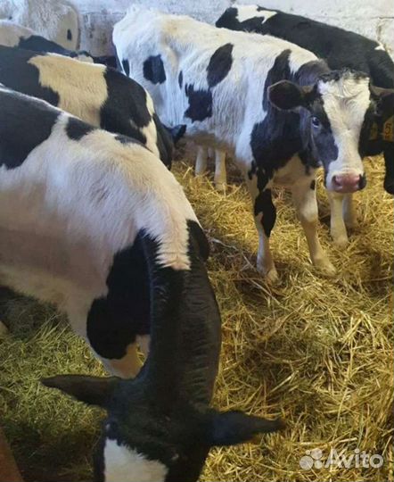 Бычки на откорм