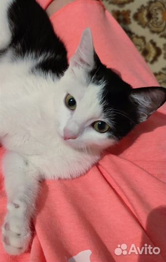 Молодой котик