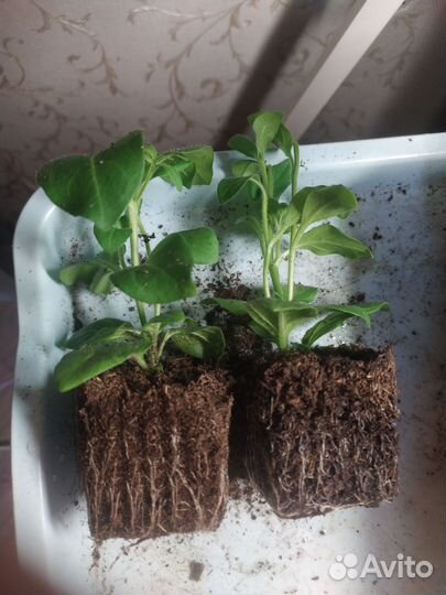 Черенки петунии