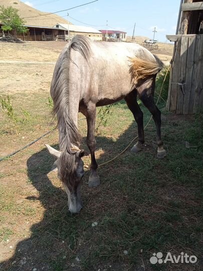 Кобыла орловская