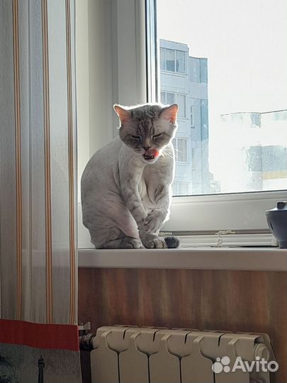 Потерялся кот в набережных челнах