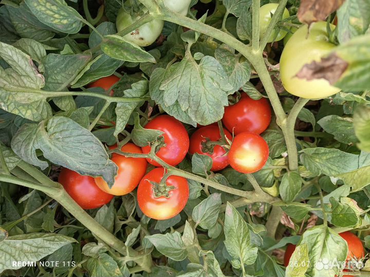 Помидоры оптом