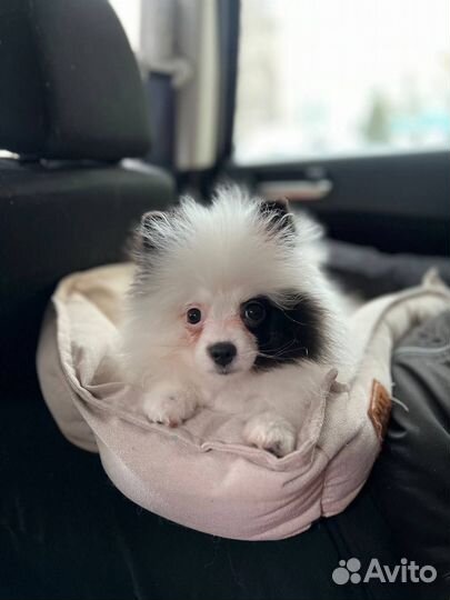 Щенок шпица девочка