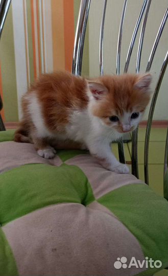 Кошки в добрые руки бесплатно
