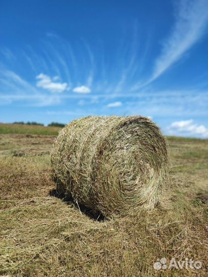 Продам сено в тюках