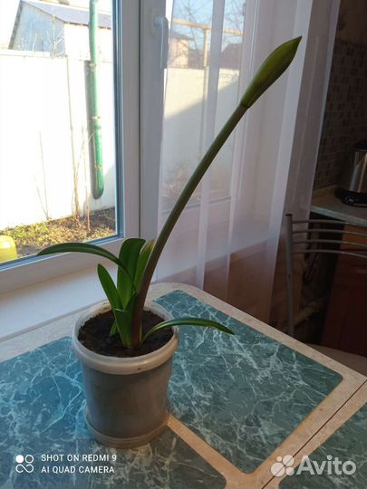 Гиппиаструм