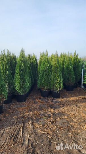 Туя западная-Смарагд(колоновидная)