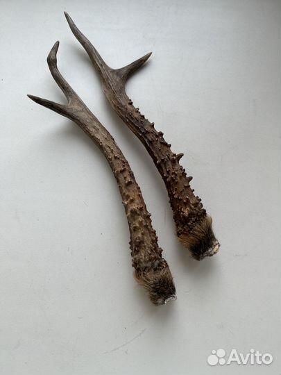 Рога косули