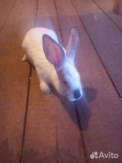 Колифорнийские кролики